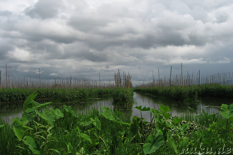 Floating Gardens auf dem Inle Lake, Myanmar