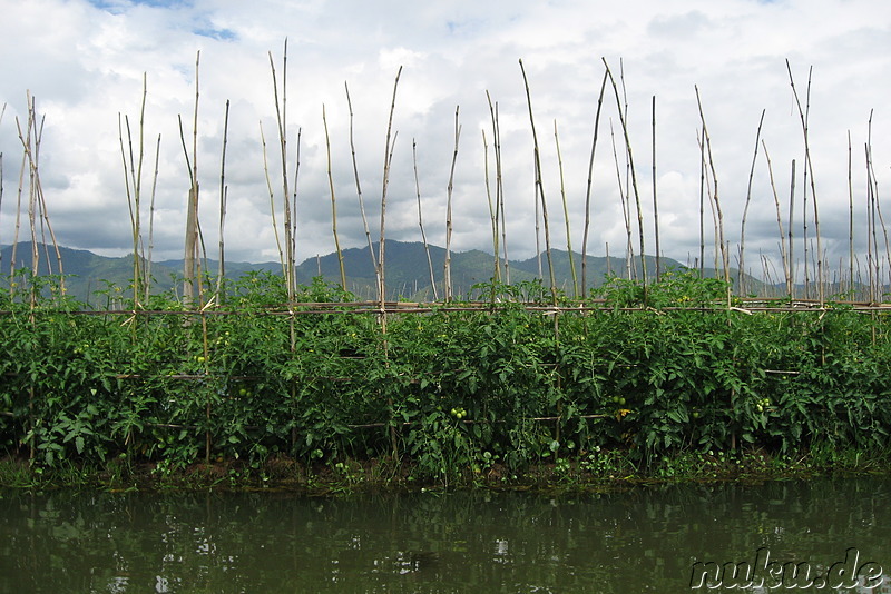 Floating Gardens auf dem Inle Lake, Myanmar