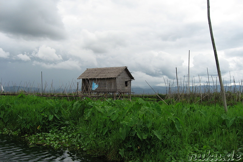 Floating Gardens auf dem Inle Lake, Myanmar