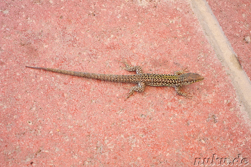 Gecko in Sliema auf Malta