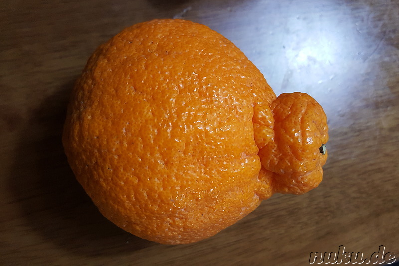 Hallabong (한라봉)  - große süße koreanische Mandarine ohne Kerne