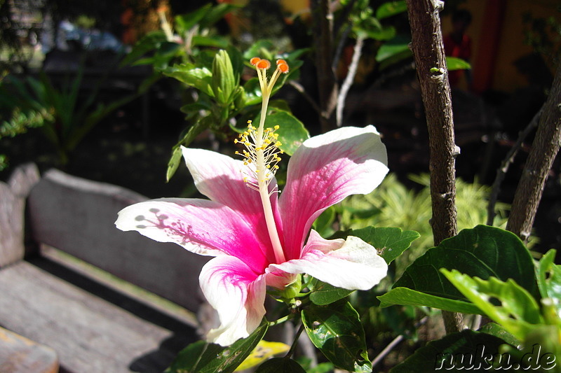 Hibiscus Garden Inn in Puerto Princesa auf Palawan, Philippinen