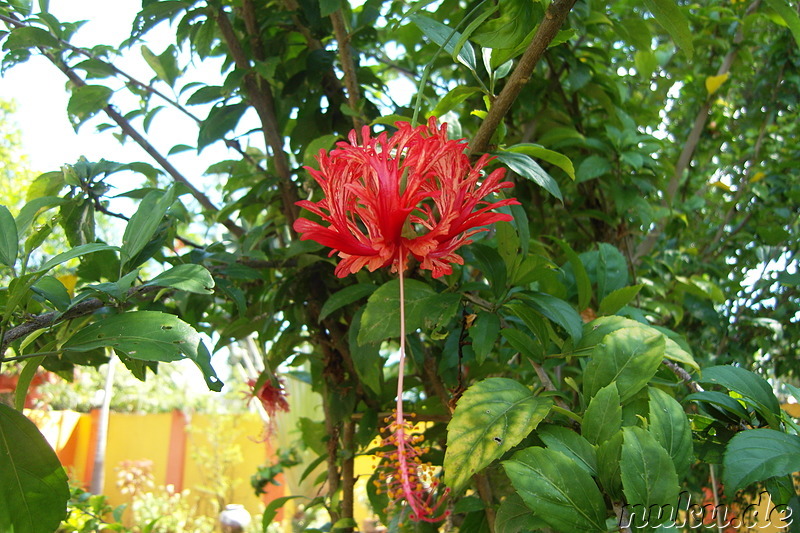 Hibiscus Garden Inn in Puerto Princesa auf Palawan, Philippinen