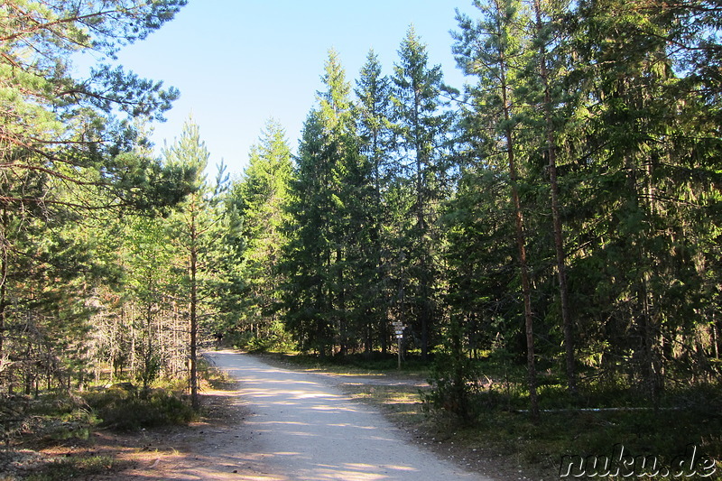 Hochmoor Viru im Lahemaa National Park, Estland