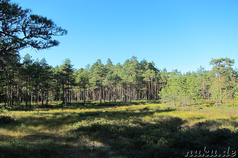 Hochmoor Viru im Lahemaa National Park, Estland