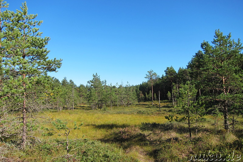 Hochmoor Viru im Lahemaa National Park, Estland