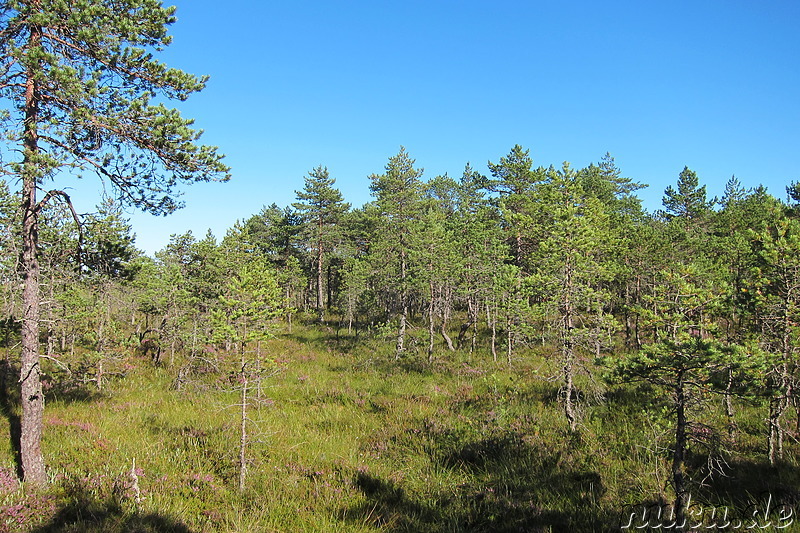 Hochmoor Viru im Lahemaa National Park, Estland