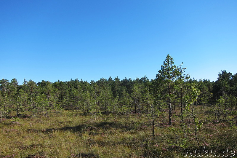 Hochmoor Viru im Lahemaa National Park, Estland