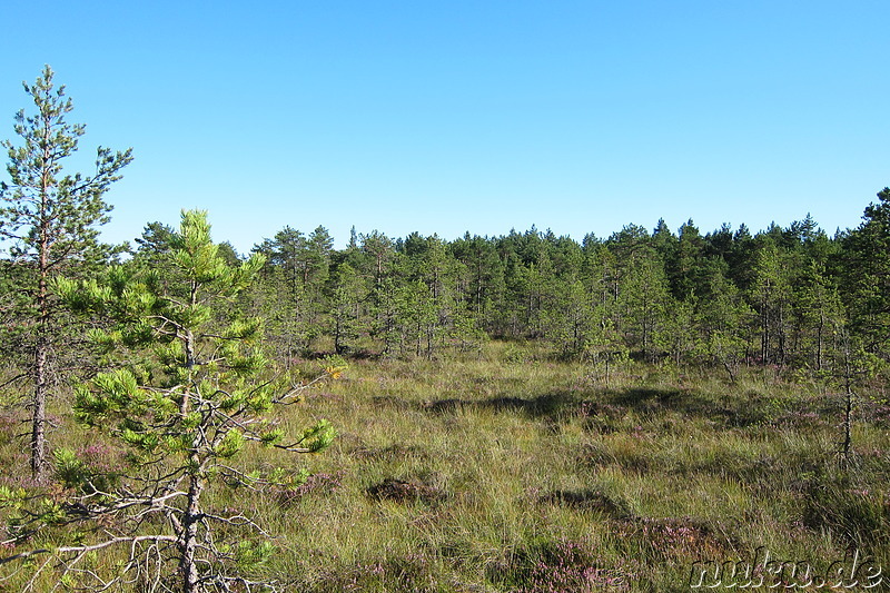 Hochmoor Viru im Lahemaa National Park, Estland