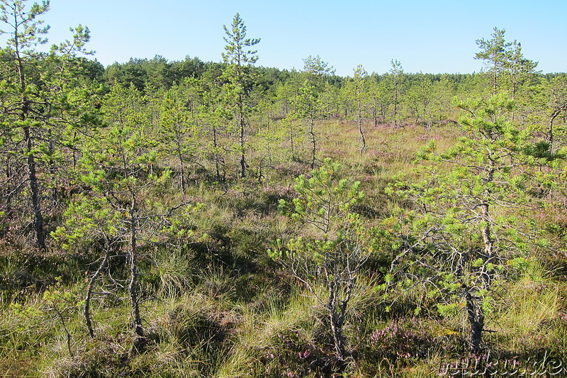 Hochmoor Viru im Lahemaa National Park, Estland