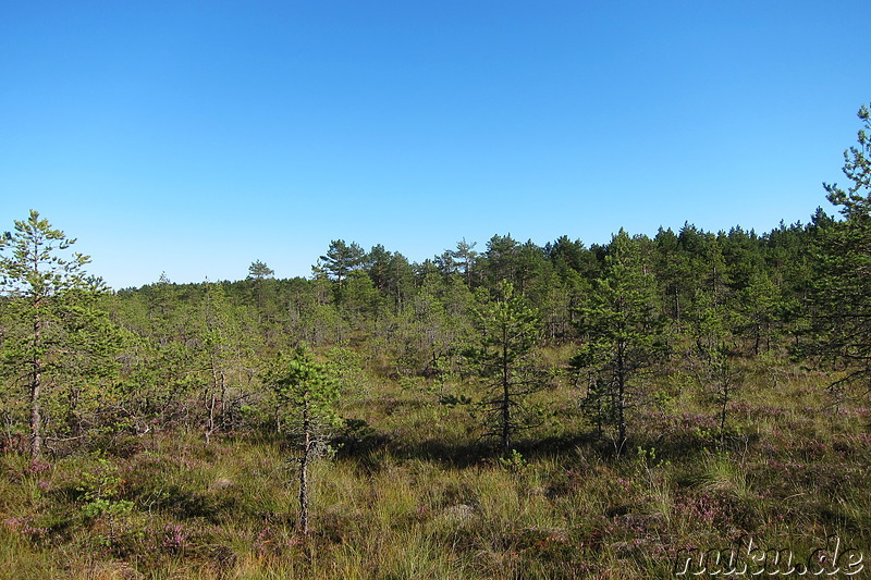 Hochmoor Viru im Lahemaa National Park, Estland