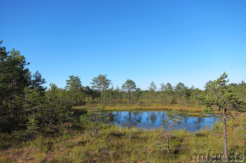 Hochmoor Viru im Lahemaa National Park, Estland