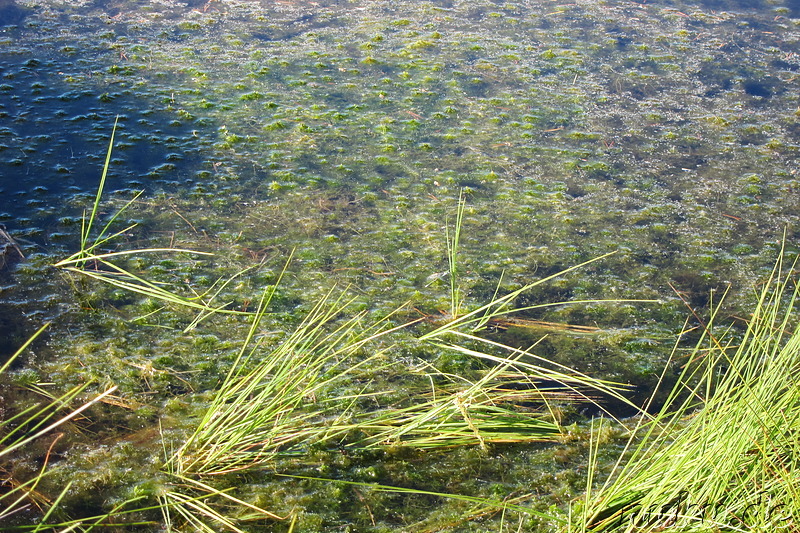 Hochmoor Viru im Lahemaa National Park, Estland