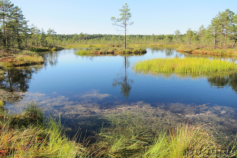 Hochmoor Viru im Lahemaa National Park, Estland