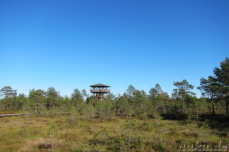 Hochmoor Viru im Lahemaa National Park, Estland