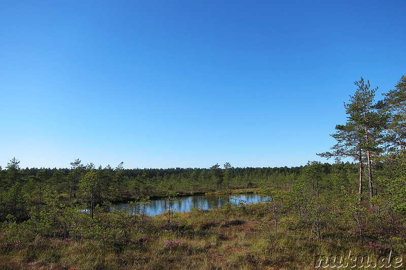 Hochmoor Viru im Lahemaa National Park, Estland