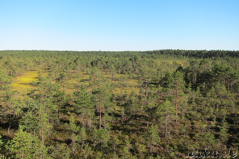 Hochmoor Viru im Lahemaa National Park, Estland