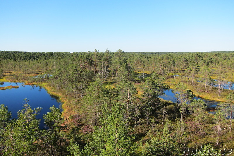 Hochmoor Viru im Lahemaa National Park, Estland