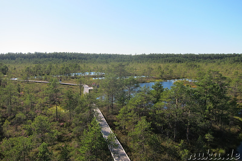 Hochmoor Viru im Lahemaa National Park, Estland