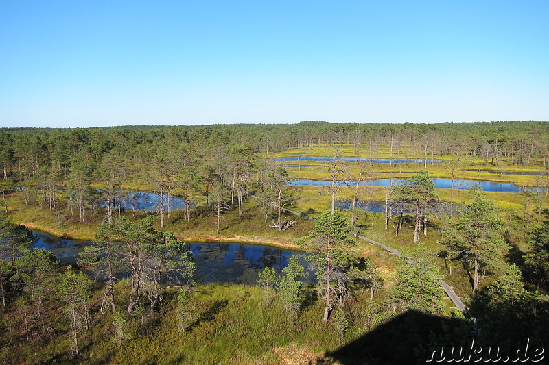 Hochmoor Viru im Lahemaa National Park, Estland