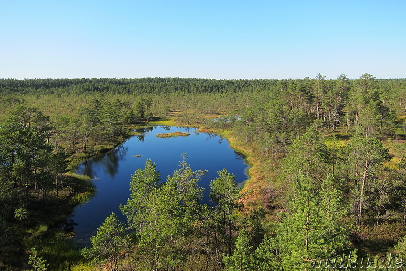 Hochmoor Viru im Lahemaa National Park, Estland