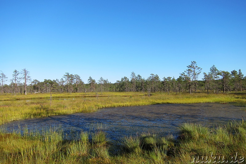 Hochmoor Viru im Lahemaa National Park, Estland