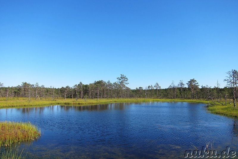 Hochmoor Viru im Lahemaa National Park, Estland