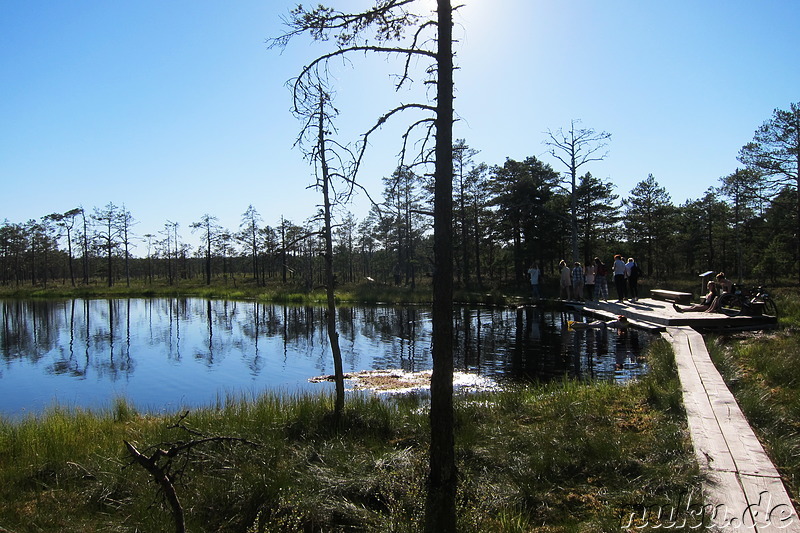 Hochmoor Viru im Lahemaa National Park, Estland