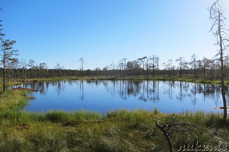 Hochmoor Viru im Lahemaa National Park, Estland