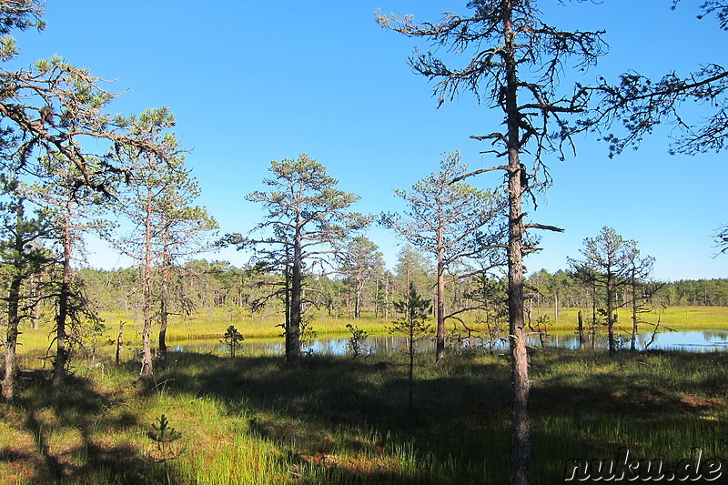 Hochmoor Viru im Lahemaa National Park, Estland
