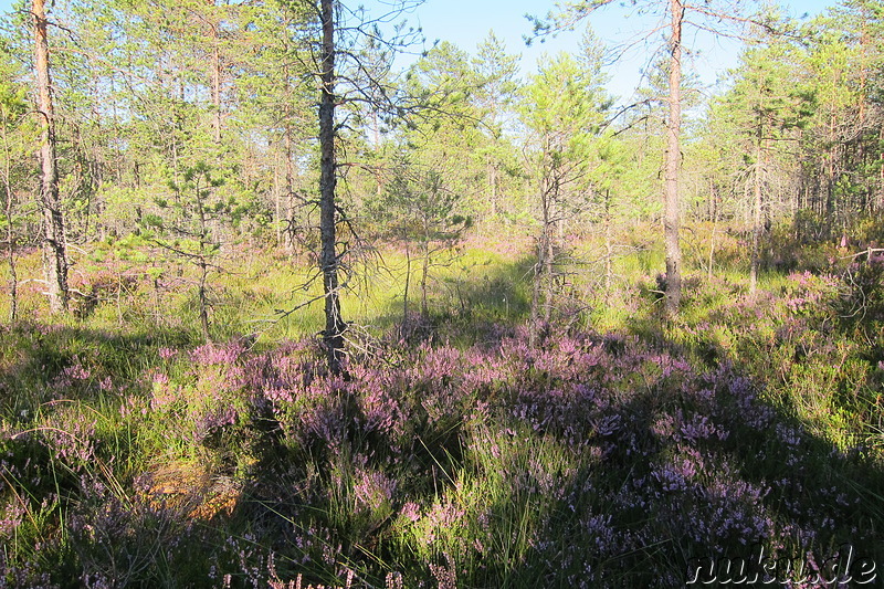 Hochmoor Viru im Lahemaa National Park, Estland