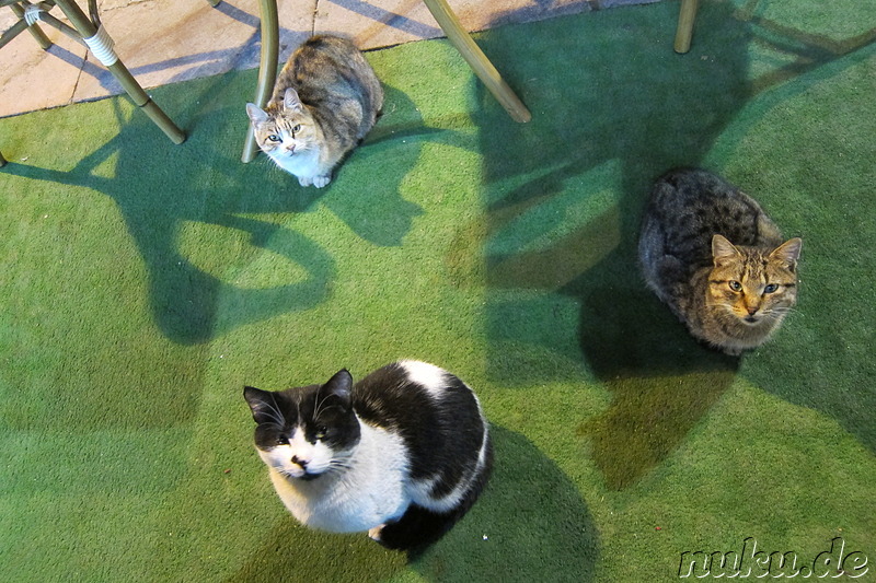 Hungrige Katzen im Osmanli Cafe Restoran in Antalya, Türkei