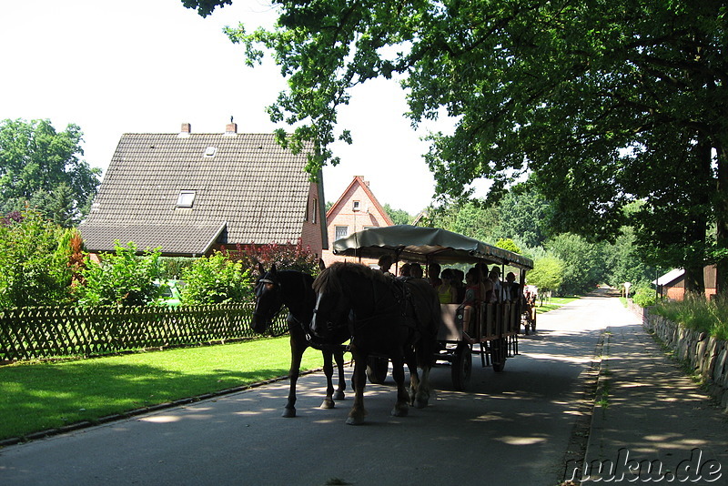 In der Lüneburger Heide (Döhle, Wilsede)