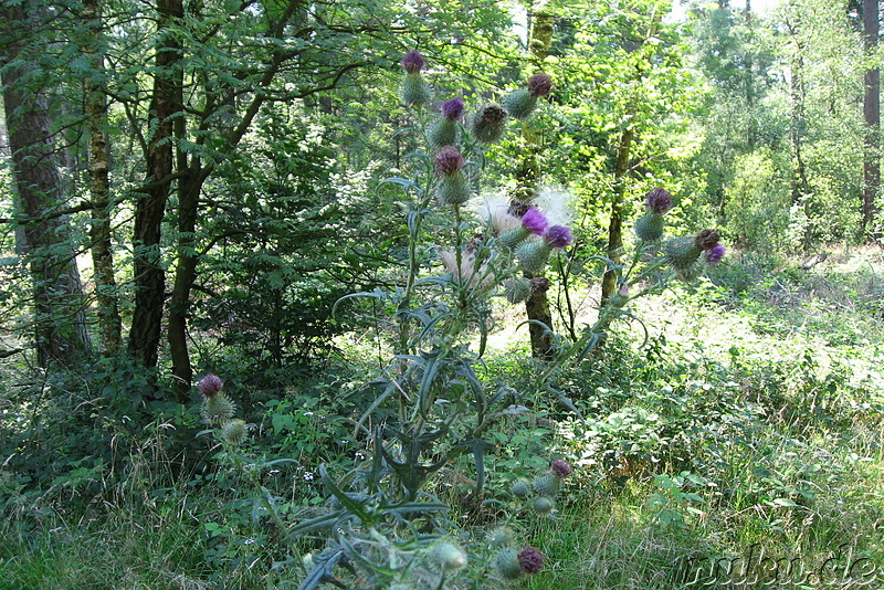 In der Lüneburger Heide (Döhle, Wilsede)