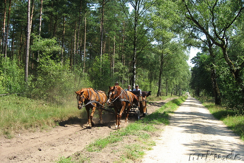 In der Lüneburger Heide (Döhle, Wilsede)