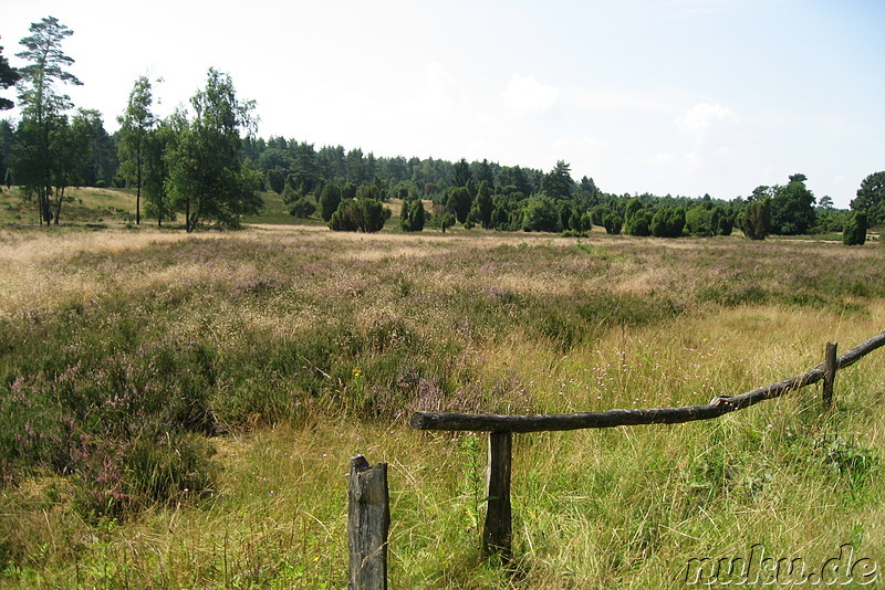 In der Lüneburger Heide (Döhle, Wilsede)