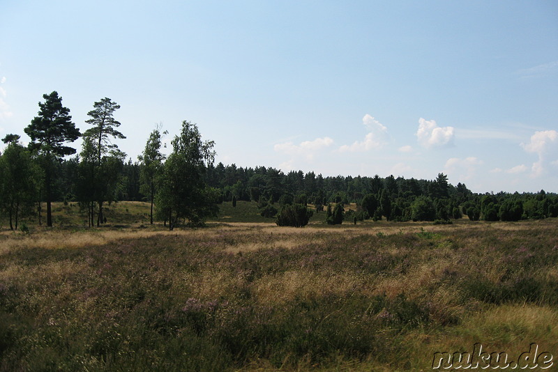 In der Lüneburger Heide (Döhle, Wilsede)