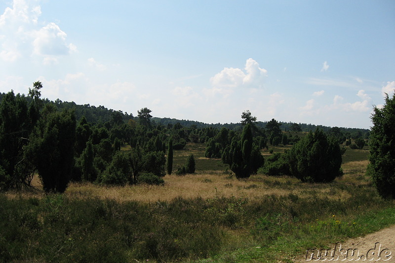 In der Lüneburger Heide (Döhle, Wilsede)