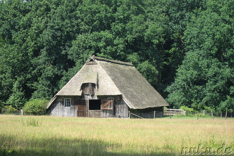 In der Lüneburger Heide (Döhle, Wilsede)