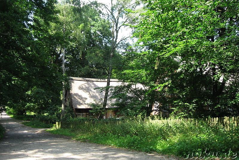 In der Lüneburger Heide (Döhle, Wilsede)