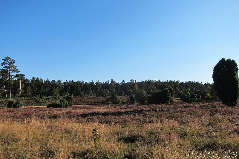 In der Lüneburger Heide, Niedersachsen