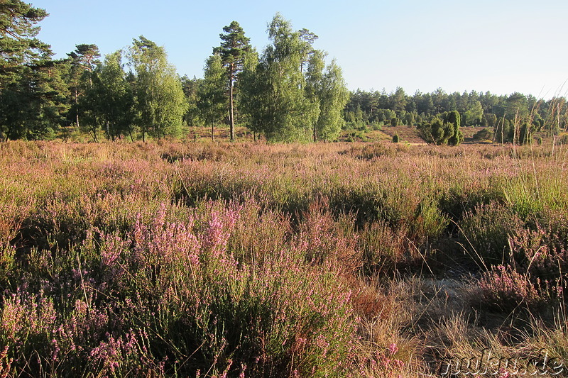 In der Lüneburger Heide, Niedersachsen