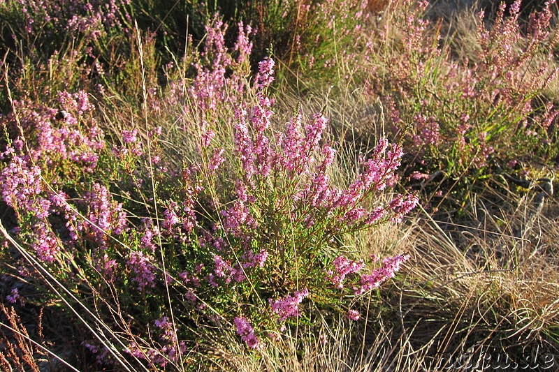 In der Lüneburger Heide, Niedersachsen