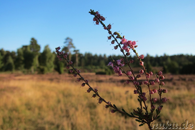 In der Lüneburger Heide, Niedersachsen