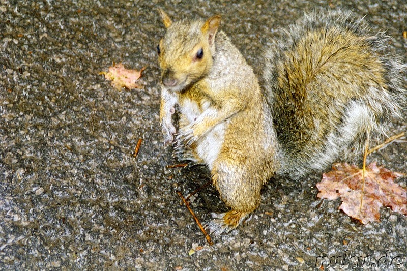 In Montreal werden wir von kleinen Eichhörnchen begrüßt