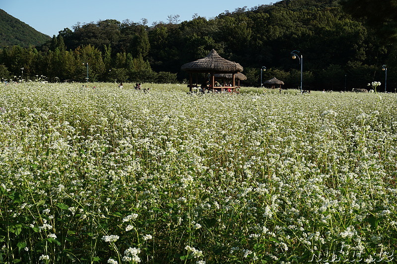 Incheon Grand Park (인천대공원) in Incheon, Korea