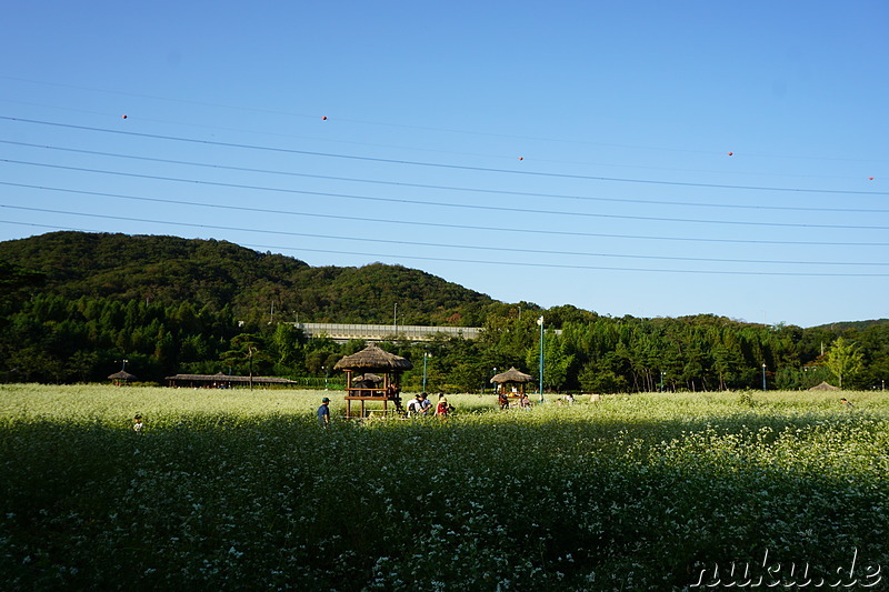 Incheon Grand Park (인천대공원) in Incheon, Korea