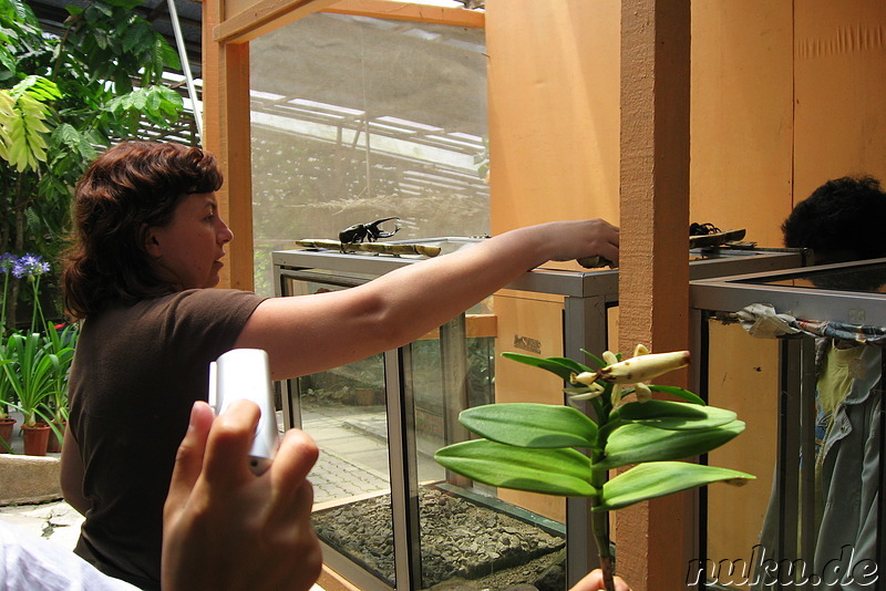 Insekten- und Schmetterlingspark in den Cameron Highlands, Malaysia