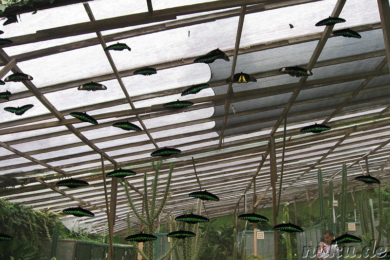 Insekten- und Schmetterlingspark in den Cameron Highlands, Malaysia