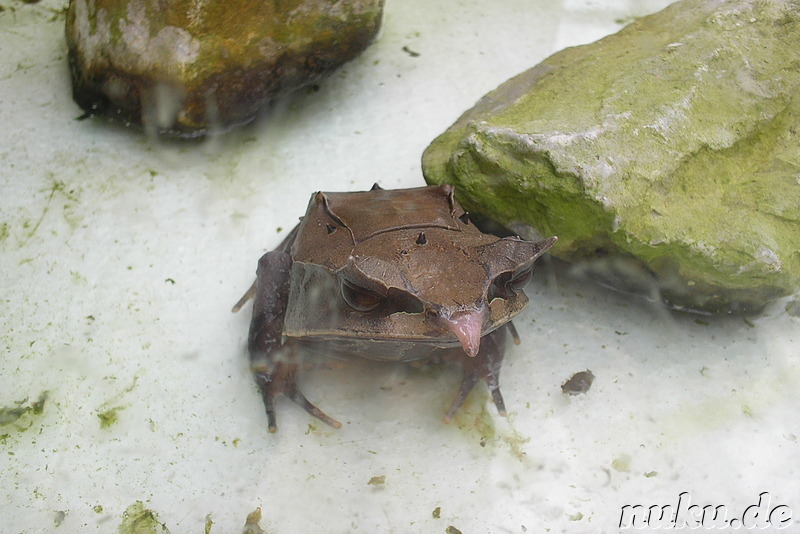 Insekten- und Schmetterlingspark in den Cameron Highlands, Malaysia